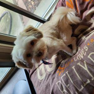 Image of Unknown, Lost Dog