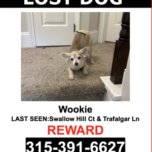 Lost Dog Wookie