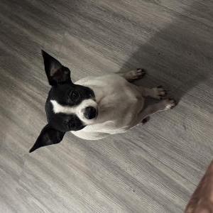 Image of Buddy, Lost Dog