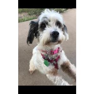 Image of Suzuky, Lost Dog