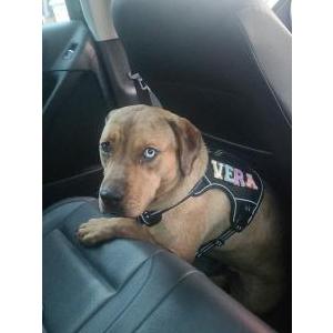 Image of Vera, Lost Dog