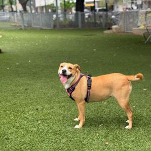 Image of Laila, Lost Dog