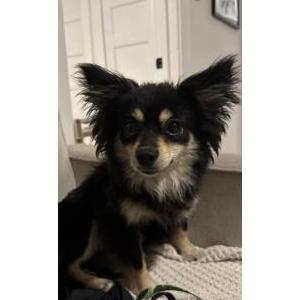 Found Dog Unknown