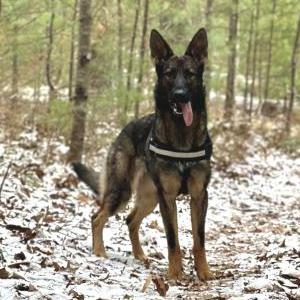 Image of Naima, Lost Dog