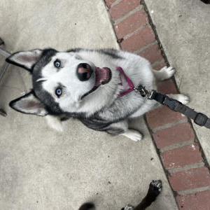 Found Dog Unknown