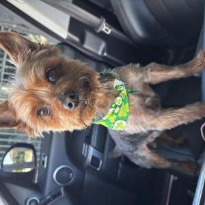 Lost Dog Richie