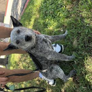 Found Dog Unknown