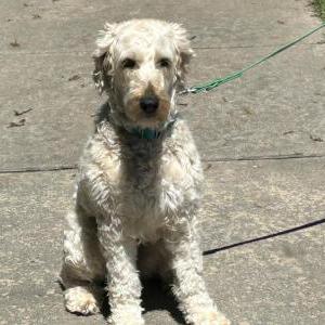 Image of Maple, Lost Dog