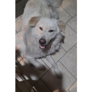 Image of UNKNOWM, Found Dog