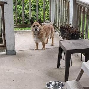 Image of Unknown, Found Dog