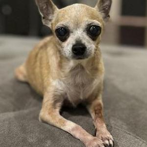 Image of Bean, Lost Dog