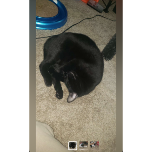 Image of Sully, Lost Cat
