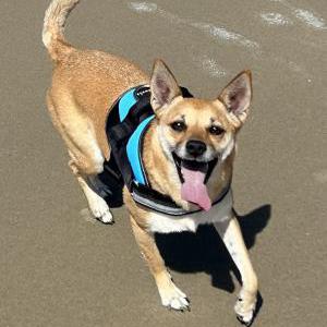 Image of zoe, Lost Dog