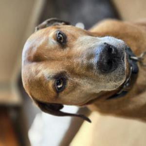 Image of Rufus, Lost Dog