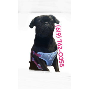 Image of LULU, Lost Dog