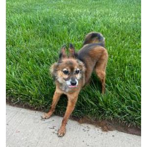 Image of Bettis, Lost Dog