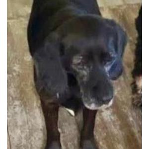 Image of Hope, Lost Dog