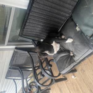 Lost Dog Romeo