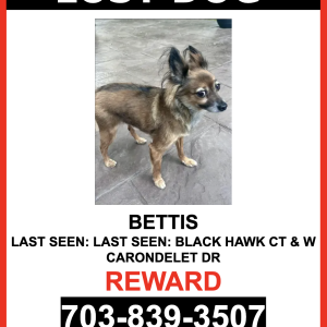 Image of BETTIS, Lost Dog