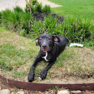 Image of Unknown, Found Dog