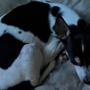 Lost Dog Patsy