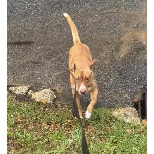 Lost Dog Tipsy