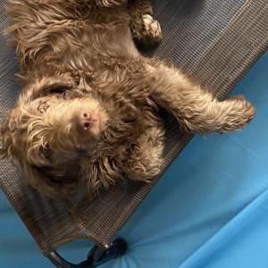 Image of Cubano, Lost Dog