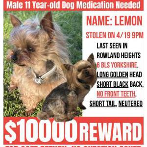 Image of Lemon, Lost Dog