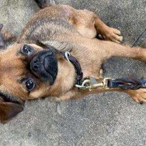 Image of Mongo, Lost Dog