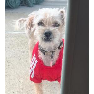 Lost Dog Angel