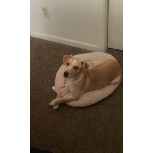 Image of Bella, Lost Dog