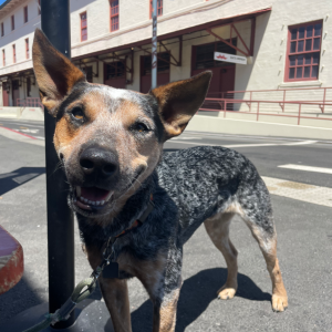 Image of Otto, Lost Dog