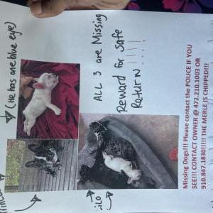 Lost Dog Princess Phatz LILO Caine