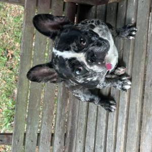 2nd Image of Princess Phatz LILO Caine, Lost Dog