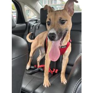 Found Dog Unknown