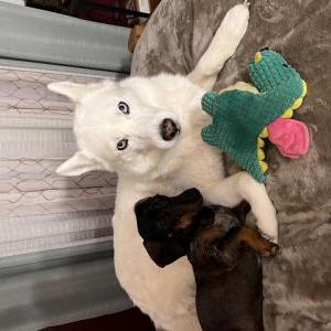 Image of Lana, Lost Dog