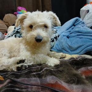 Lost Dog Kratos