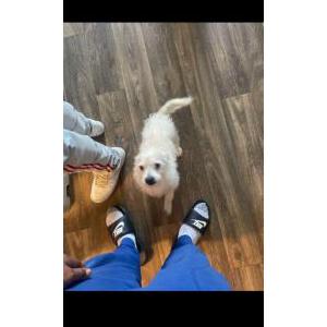 Image of Fluffy, Lost Dog