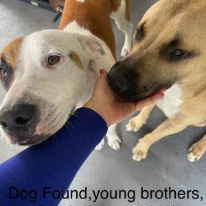 Image of Unknown, Found Dog