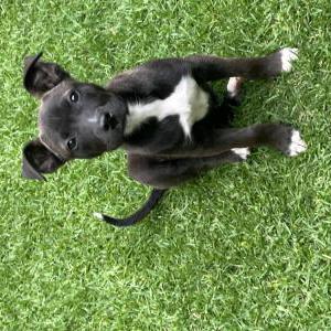 Found Dog Unknown