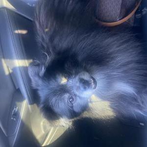 Image of Kano, Lost Dog