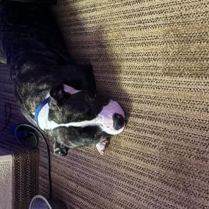 Image of Bella, Lost Dog
