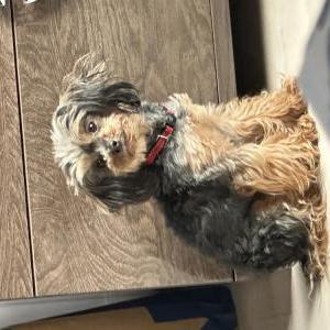 Image of unknown, Lost Dog