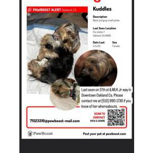 Image of Kuddles, Lost Dog