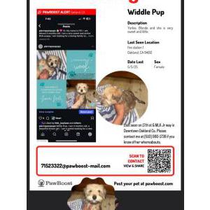 Image of Widdle Pup, Lost Dog