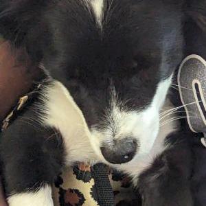 Lost Dog Rizzo