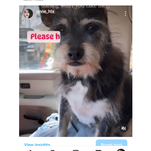 Image of Jack, Lost Dog