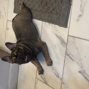 Image of Koda, Lost Dog
