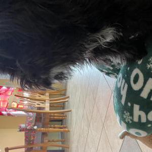 Lost Dog Oreo