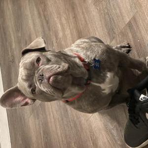 Image of Koba, Lost Dog